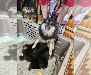 Miniature Spitz Dog Breeder near LAKEMONT, GA, USA