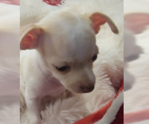 Medium Photo #13  Breeder Profile in ISLETON, CA, USA