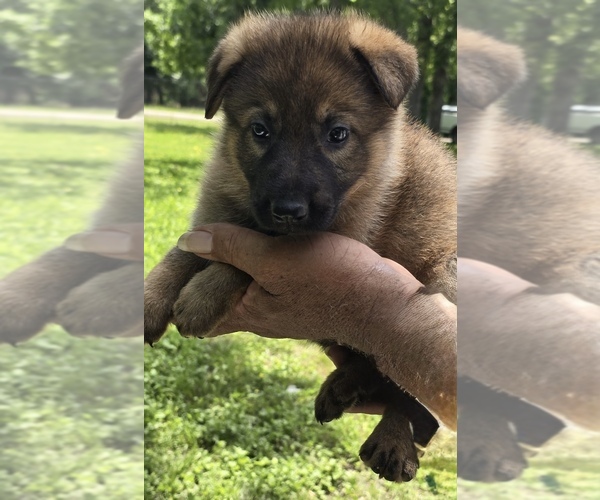 Medium Photo #3  Breeder Profile in MISSOURI CITY, TX, USA