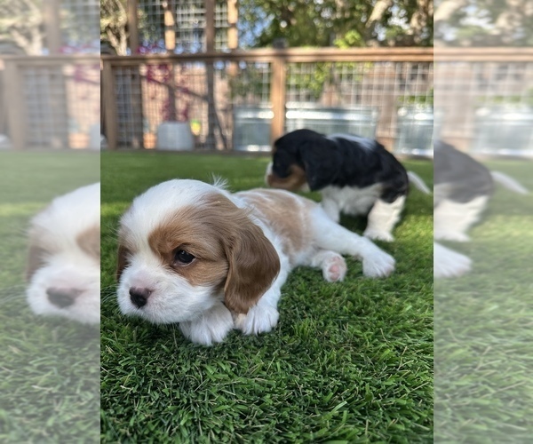 Medium Photo #1  Breeder Profile in SANTA ROSA, CA, USA