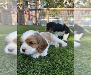 Medium Breeder Profile Photo