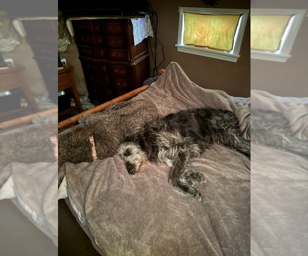 Medium Photo #8  Breeder Profile in DEER PARK, WA, USA