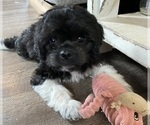 Small breeder photo