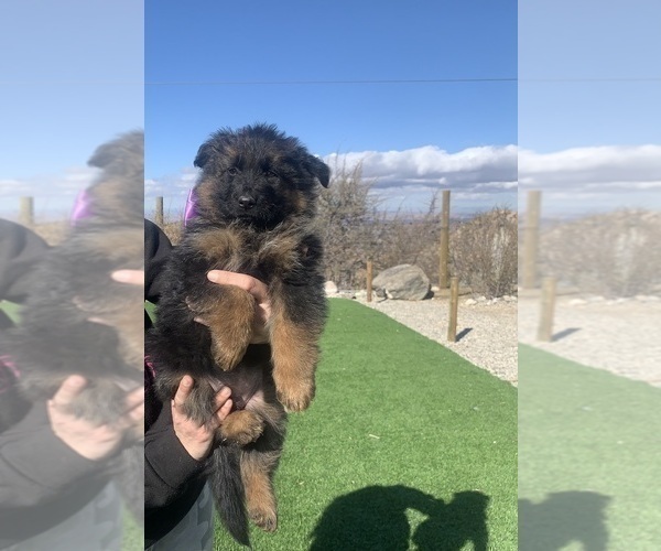 Medium Photo #117  Breeder Profile in PINON HILLS, CA, USA