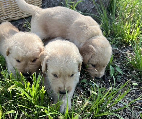 Medium Photo #1  Breeder Profile in STARKVILLE, MS, USA