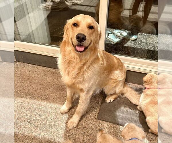 Medium Photo #1  Breeder Profile in PORTLAND, OR, USA