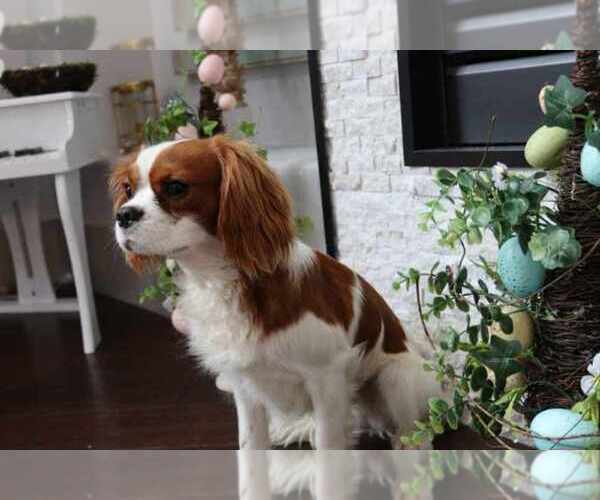 Medium Photo #9  Breeder Profile in CITRUS HEIGHTS, CA, USA