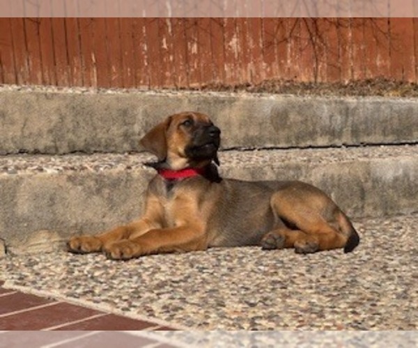 Medium Photo #5  Breeder Profile in SAN ANTONIO, TX, USA