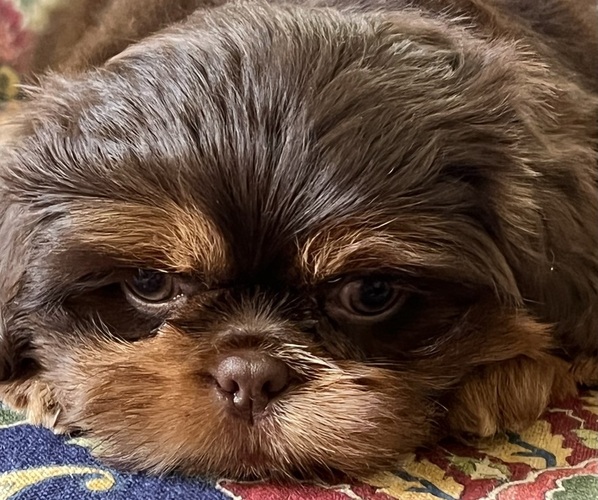 Medium Photo #1  Breeder Profile in WARRENTON, NC, USA