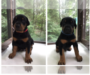 Main photo of Doberman Pinscher Dog Breeder near BENSALEM, PA, USA