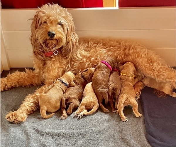 Medium Photo #1  Breeder Profile in SODDY DAISY, TN, USA
