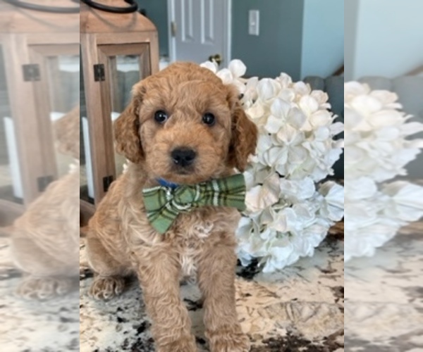 Medium Photo #8  Breeder Profile in AURORA, IL, USA