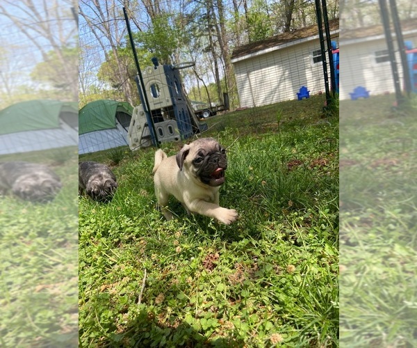 Medium Photo #1  Breeder Profile in EASTON, MD, USA