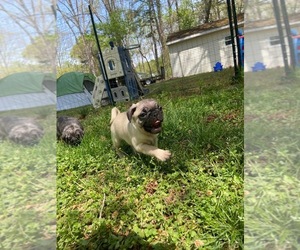 Pug Dog Breeder near EASTON, MD, USA