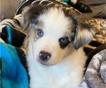 Small #12 Breeder Profile image