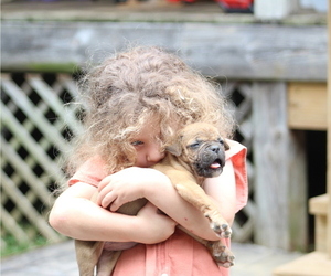 American Bulldog Dog Breeder near PARIS, TN, US