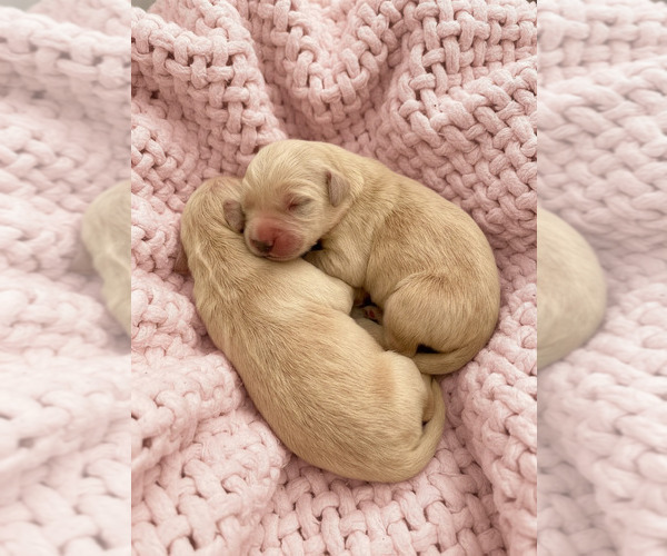 Medium Photo #27  Breeder Profile in LECOMPTON, KS, USA