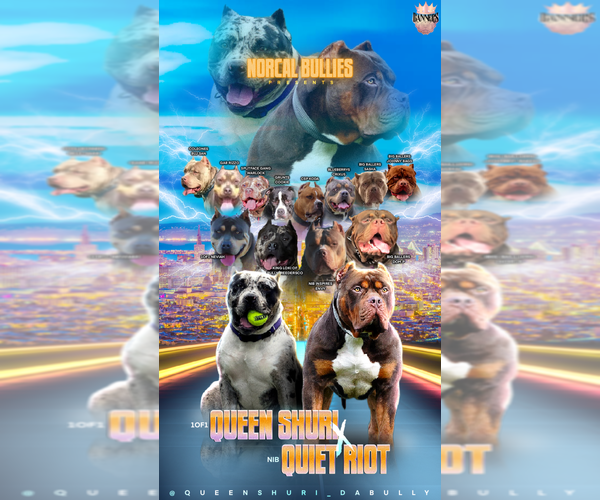 Medium Photo #1  Breeder Profile in FAIRFIELD, CA, USA