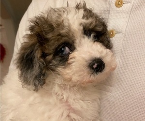 Poochon Dog Breeder near AUBURN, MA, USA