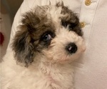 Small breeder photo