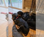 Small #6 Breeder Profile image