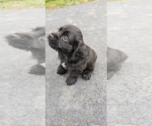 Cocker Spaniel Dog Breeder near TRINITY, NC, USA