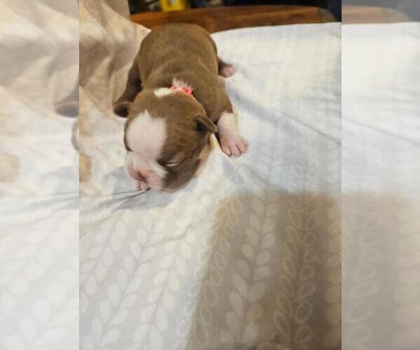 Medium Photo #10  Breeder Profile in BERYL, UT, USA