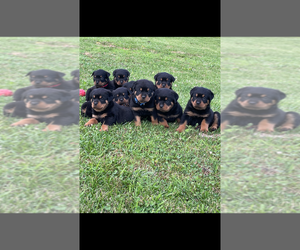 Rottweiler Dog Breeder near BULLS GAP, TN, USA