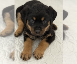 Rottweiler Dog Breeder near GRANBY, MO, USA