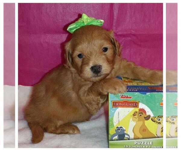 Medium Photo #2  Breeder Profile in TAYLOR, TX, USA