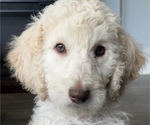 Small breeder photo