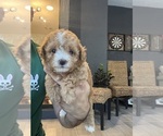 Small #10 Breeder Profile image