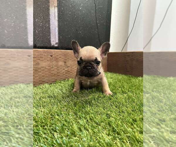 Medium Photo #1  Breeder Profile in FRESNO, CA, USA