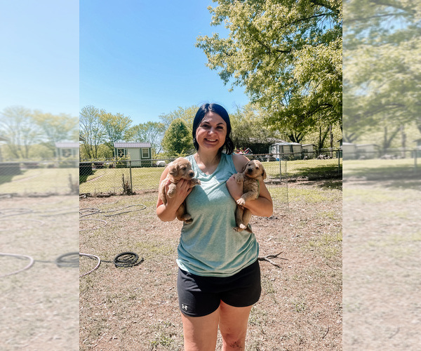 Medium Photo #1  Breeder Profile in NEWARK, AR, USA