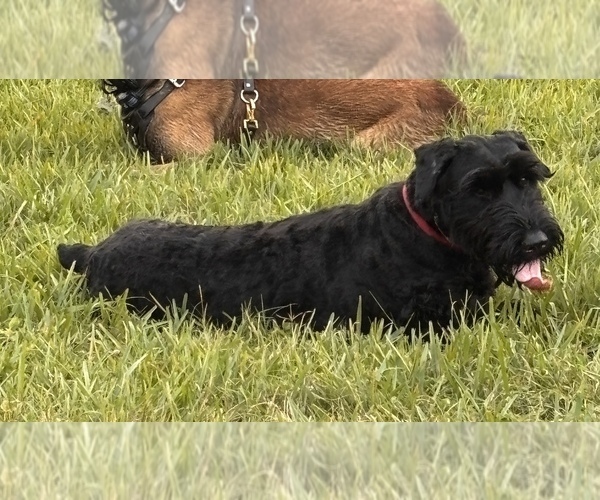 Medium Photo #13  Breeder Profile in PLANT CITY, FL, USA