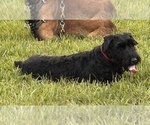 Small #12 Breeder Profile image