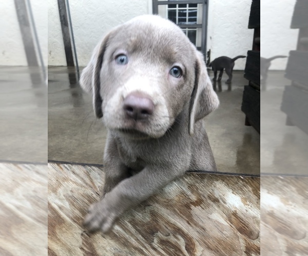 Medium Photo #1  Breeder Profile in OCALA, FL, USA