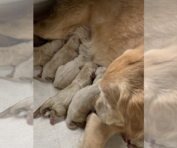 Medium Photo #15  Breeder Profile in LAKE GEORGE, NY, USA