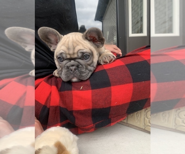 Medium Photo #10  Breeder Profile in CLAY, MI, USA