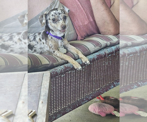 Medium Photo #1  Breeder Profile in COPPERAS COVE, TX, USA