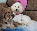 Small #37 Breeder Profile image