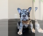 Small #14 Breeder Profile image