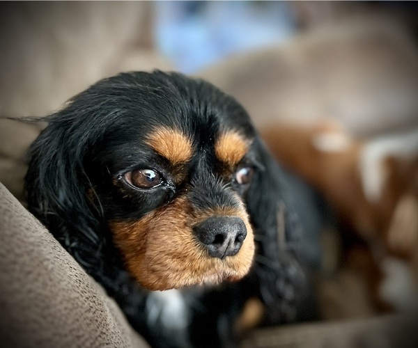 Medium Photo #1  Breeder Profile in SPRINGFIELD, MO, USA