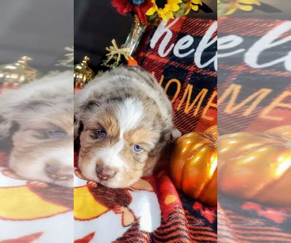 Medium Photo #1  Breeder Profile in GALESBURG, IL, USA