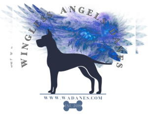 Great Dane Dog Breeder near INDEPENDENCE, MO, USA