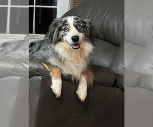 Miniature Australian Shepherd Dog Breeder near ROCKY MOUNT, VA, USA