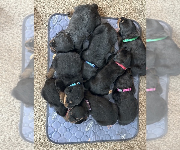 Medium Photo #2  Breeder Profile in TOMS RIVER, NJ, USA