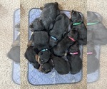 Small #1 Breeder Profile image