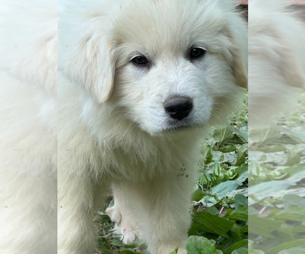 Medium Photo #6  Breeder Profile in LEBANON, TN, USA