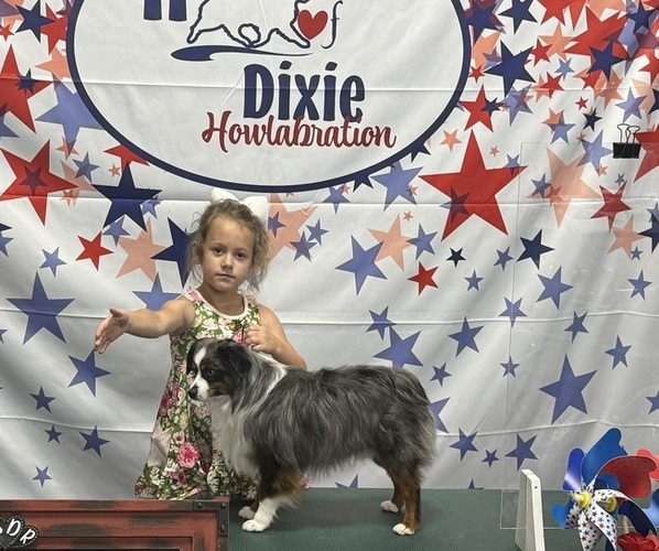 Medium Photo #27  Breeder Profile in NOLENSVILLE, TN, USA